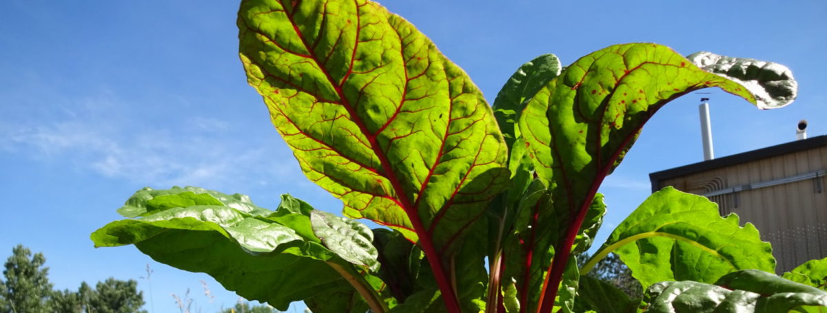 DSC00066 CCI Community Garden Chard